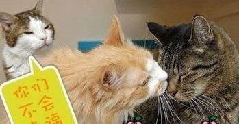 搞笑打酱油歌,搞笑打酱油歌带你领略欢乐无限