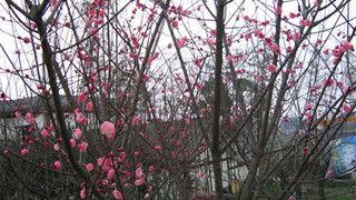 梅林图片,探寻古典园林之美